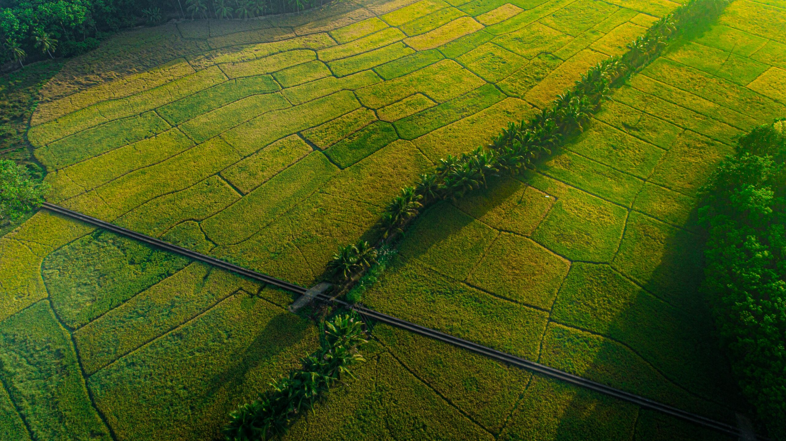 Stunning aerial view of green farmlands in Pathanamthitta, Kerala under the vibrant daylight.